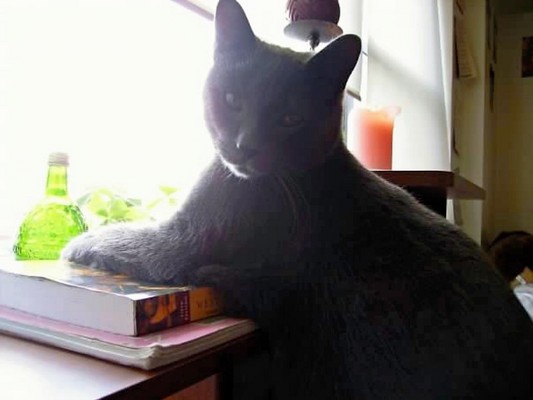 Product picture Grey cat