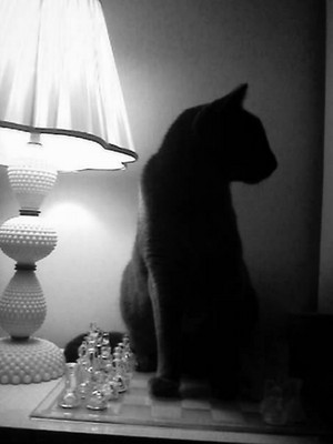 Product picture Smart cat